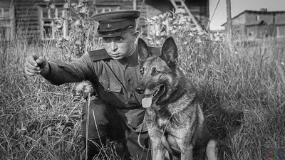 Фотографии собак на войне, которые тронут каждого | Собачий вестник | Дзен