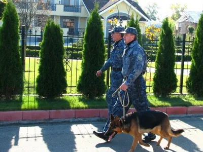 K9 Полиция Военные Охранники Охранные Собаки — стоковая векторная графика и  другие изображения на тему Полицейская собака - Полицейская собака, Собака,  Военное дело - iStock