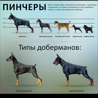 Собаки охранники в добрые руки: Бесплатно - Собаки Алматы на Olx
