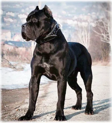 Топ-15 самых больших собак с фото и описанием – ProPlan.ru