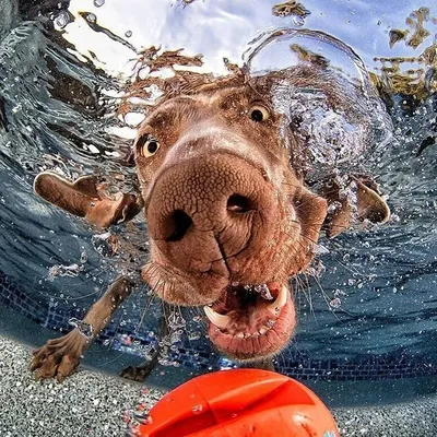 Крупным планом широкоугольный подводный снимок собаки под водой | Премиум  Фото