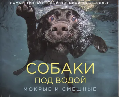 Ветеринар объяснил, почему нельзя в жару поливать собак холодной водой