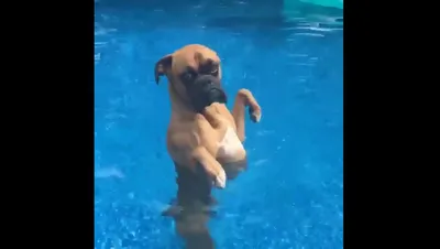 Фотографии Далматин собака воде животное