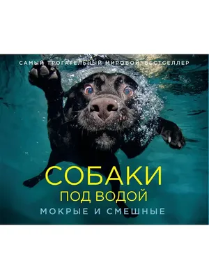 Животные, #Собаки, #Вода, #аватары, #картинки, #фото, #авы,  https://avatarko.ru/kartinka/28745 | Dogs, Cool dog houses, Pretty dogs