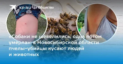 Котопес - ПЕРВАЯ ПОМОЩЬ ПРИ УКУСЕ НАСЕКОМОГО Пчелы, осы и шершни своим  жужжанием привлекают питомцев, но ваш любимец может поплатиться за свое  любопытство. Рассказываем, что делать, если вашу собаку покусали насекомые.  🐝Осмотрите