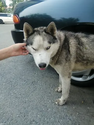 Двух домашних собак зверски убили в селе Раковка под Уссурийском. В деле  могут быть замешаны массовые убийцы собак - 6 декабря 2023 - vladivostok1.ru