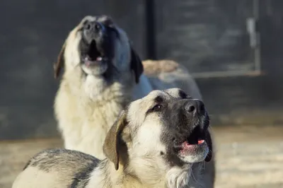 Найдена собака Хаски в районе школы №7, Приморский край | Pet911.ru
