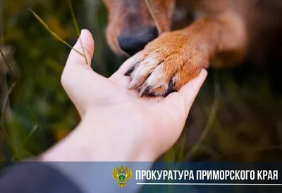 В Приморье владельцы собак, съеденных тигром, получили компенсацию