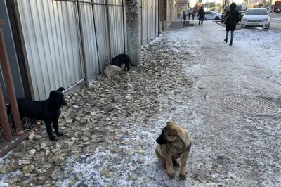 В Приморском крае «Единая Россия» помогла приюту для собак, пострадавшему  после пожара