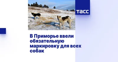 В Приморье женщина выбросила на дороге хромую собачку