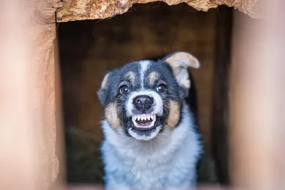 Азиаты Приморья. Алабай/Среднеазиатская овчарка/Central Asian Shepherd dog  - НАШИ СОБАКИ 💟 ВЫ НАЙДЕТЕ НАС ВО ВСЕХ ПОПУЛЯРНЫХ СОЦСЕТЯХ по ХЭШТЕГУ  #АЗИАТЫПРИМОРЬЯ ✓ Ак Нуккер Вахан-Калла (Сердце Дракона Ак Нукер +  Банхариот Жура) |