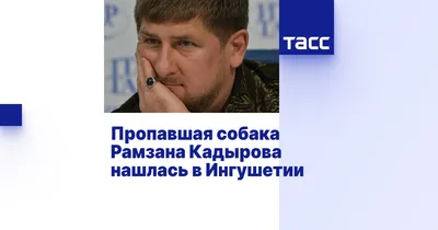 В Рязанской области начали отлов собак после нападения на девочку |  Брянские новости