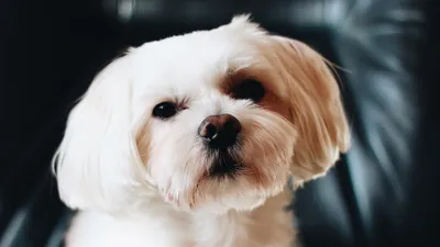 Большие породы собак – топ-15 крупных пород с фото – ProPlan.ru