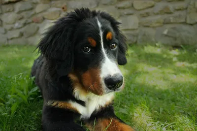 Белые собаки | Purina