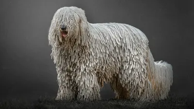 Борзые собаки 🐕 — описание 8 пород борзых, фото и особенности ухода