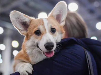 Welsh Corgi - маленькая собака с короткими лапами. Стоковое Изображение -  изображение насчитывающей содружественно, парк: 156584663