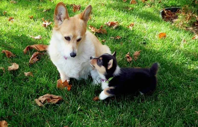 Welsh Corgi - маленькая собака с короткими лапами. Стоковое Изображение -  изображение насчитывающей парк, друг: 158221135