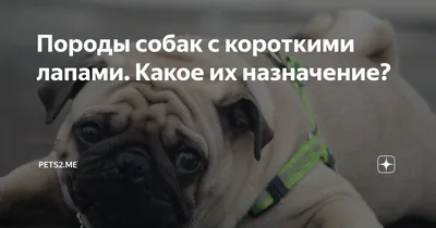 Пекинес: все о собаке, фото, описание породы, характер, цена