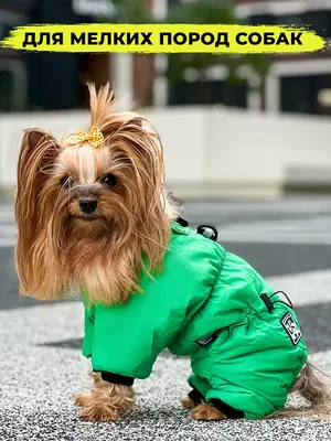 Агро псина | Собаки • Dogs Amino
