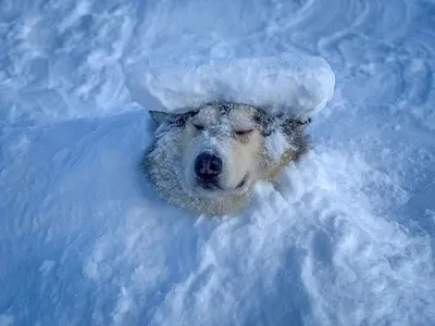 СЕРЕБРО СЕВЕРА, деревня ездовых собак | Facebook