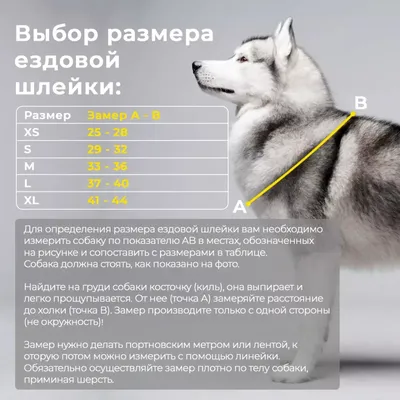 Сыктывкарские собаки заняли почти весь пьедестал международной выставки  \"Кубок Севера-2013\" | Комиинформ
