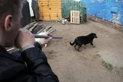 Бездомных собак северных пород пристраивают в Пскове