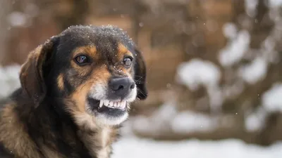 Снежные собаки | TopDog - Международные выставки собак
