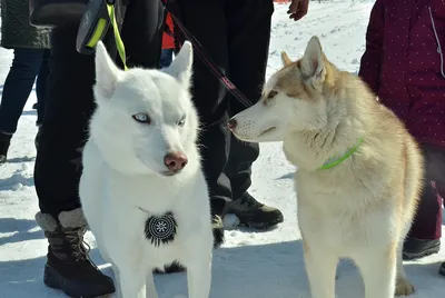Самоед — характеристика породы собак 🐕 и фото щенков - ProPlan.ru