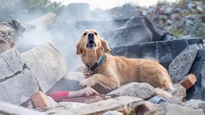 Собаки спасатели | Dog Lover | Дзен
