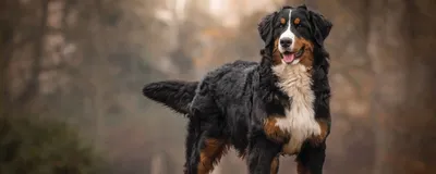 Город животных - 🐶Собаки-спасатели🐶⠀ ⠀ 👉🏻Это одни из самых сильных и  выносливых животных. Благодаря уникальному обонянию и слуху стало возможным  использование собак в спасательных операциях, когда необходимо найти людей  в воде и