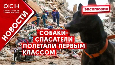 Оскар, Теодор и Габби: как живется лабрадорам-спасателям