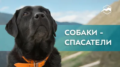 Искать людей под завалами тренировались камчатские собаки-спасатели – ИА  Камчатка