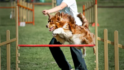 Marina Plevako Photography - 🐕 Фазы движения собаки 🐕 Информации об этом  в сети вагон и маленькая тележка, поэтому я не буду пересказывать. Ваш  помощник Гугл и вы справитесь, я верю 😎