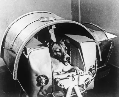 Тренировки, щенки и ласка. Как жили Белка и Стрелка до и после полета /  Новости города / Сайт Москвы