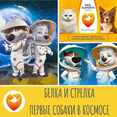 Космос Собаки в космосе