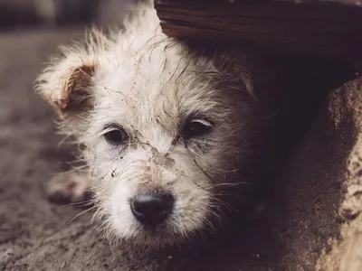 Собаки в космосе