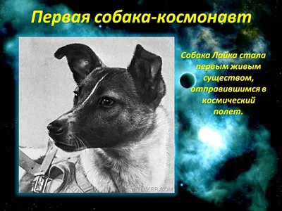 Лекция «Собаки в космосе» на ВДНХ