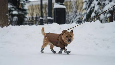 Тедди собака в белой одежде на розовом фоне И картинка для бесплатной  загрузки - Pngtree