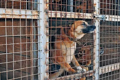 Собаки за решёткой в приюте для животных Стоковое Изображение - изображение  насчитывающей шерсть, клетка: 234020489