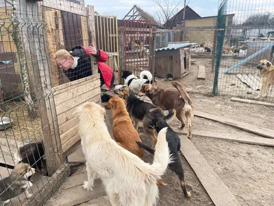 Помощь братьям нашим меньшим. Приют для собак в Сургуте нуждается в  поддержке