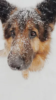 Собака в снегу. Dog and winter Идея фото для Инстаграм. Instagram ideas |  Animals, Corgi, Dogs