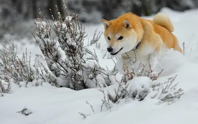 Снежные собаки | TopDog - Международные выставки собак