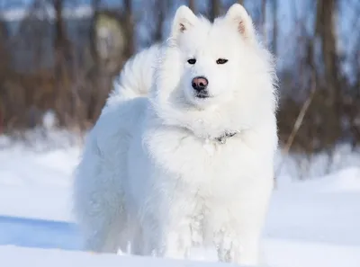 Вот почему снег может быть опасен для вашей собаки? | Dog Breeds | Дзен