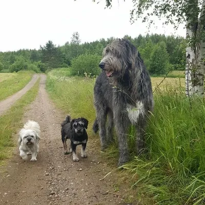 Types of dogs | Kropyvnytskyi