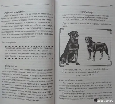 Немецкий дог - описание породы собак: характер, особенности поведения,  размер, отзывы и фото - Питомцы Mail.ru