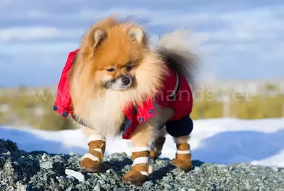 Нужна ли собакам одежда зимой