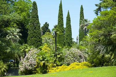 Файл:Sochi Park.jpg — Википедия