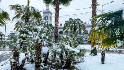 Июль В Сочи: последние новости на сегодня, самые свежие сведения |  sochi1.ru - новости Сочи