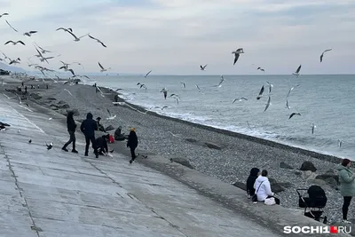 Чем заняться на курорте в Сочи в декабре, куда пойти когда дождь в Сочи -  11 декабря 2023 - vladivostok1.ru