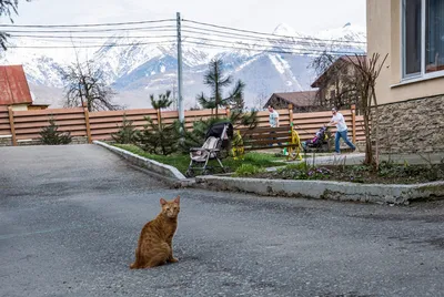 Сочи в феврале